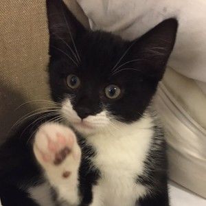 Meet your Posher, Joy